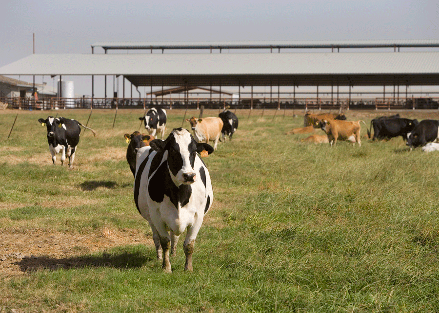 Livestock Photo