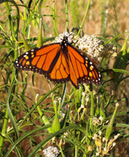 Monarch butterfly on narrow-leaved milkweed.
