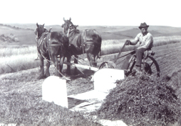 Horse drawn farm equipment during harvest