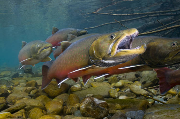  Credit: Joel Sartore/ National Geographic & Wade Fredenberg/ USFWS 