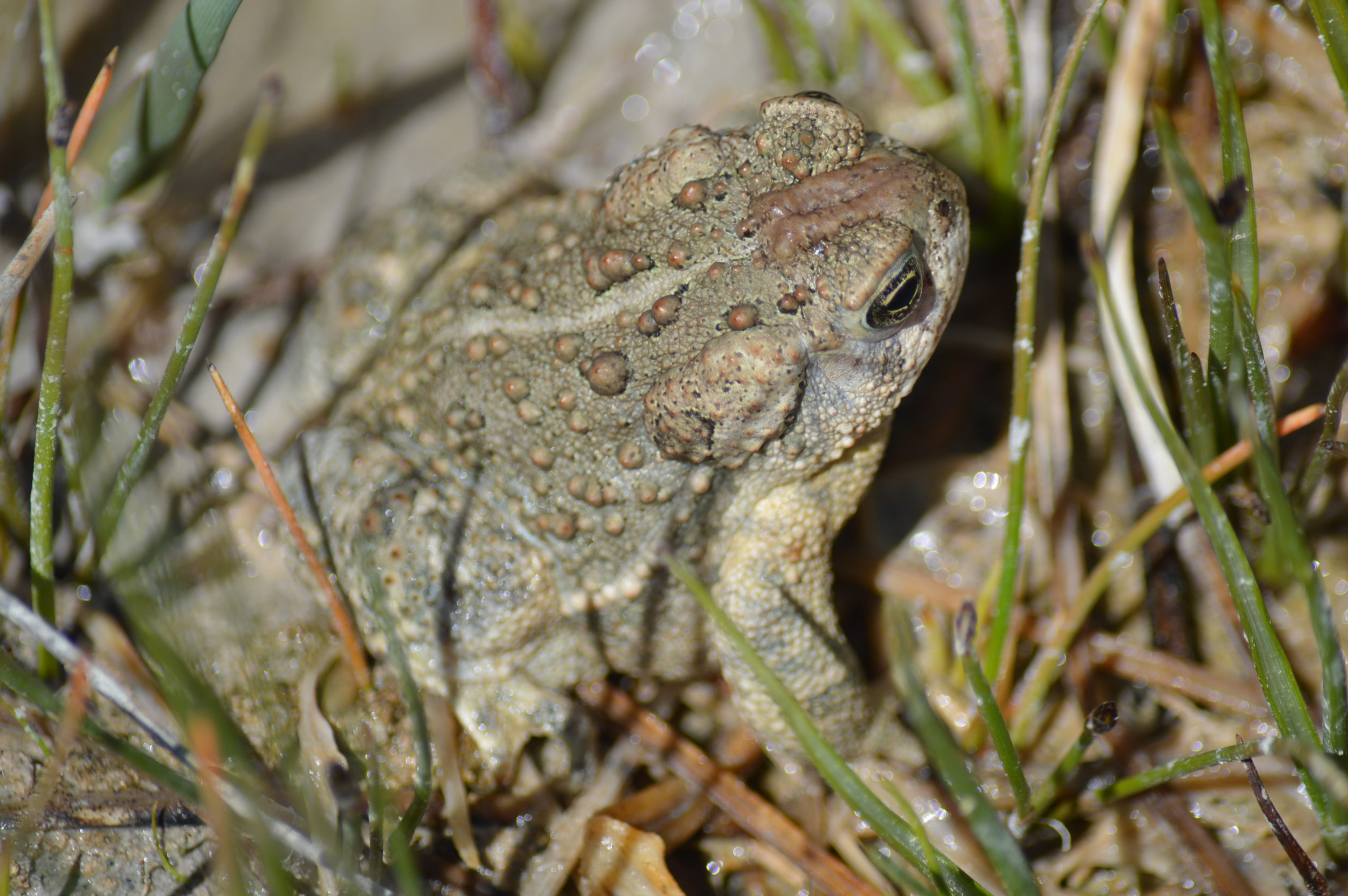 The Wyoming toad only lives in Albany County, Wyoming and was released into three properties along the Little Laramie River. Credit: Rob Mansheim / USFWS.