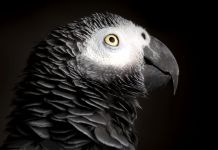 Close-up of African grey parrot (Shutterstock)
