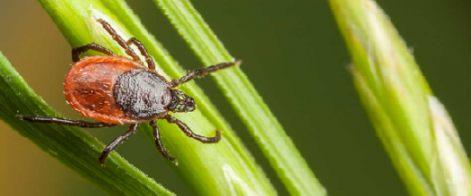 Photo of a tick, Ixodes scapularis, atop a blade of grass