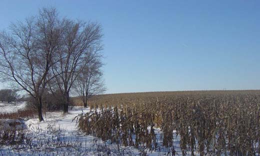 Field in winter