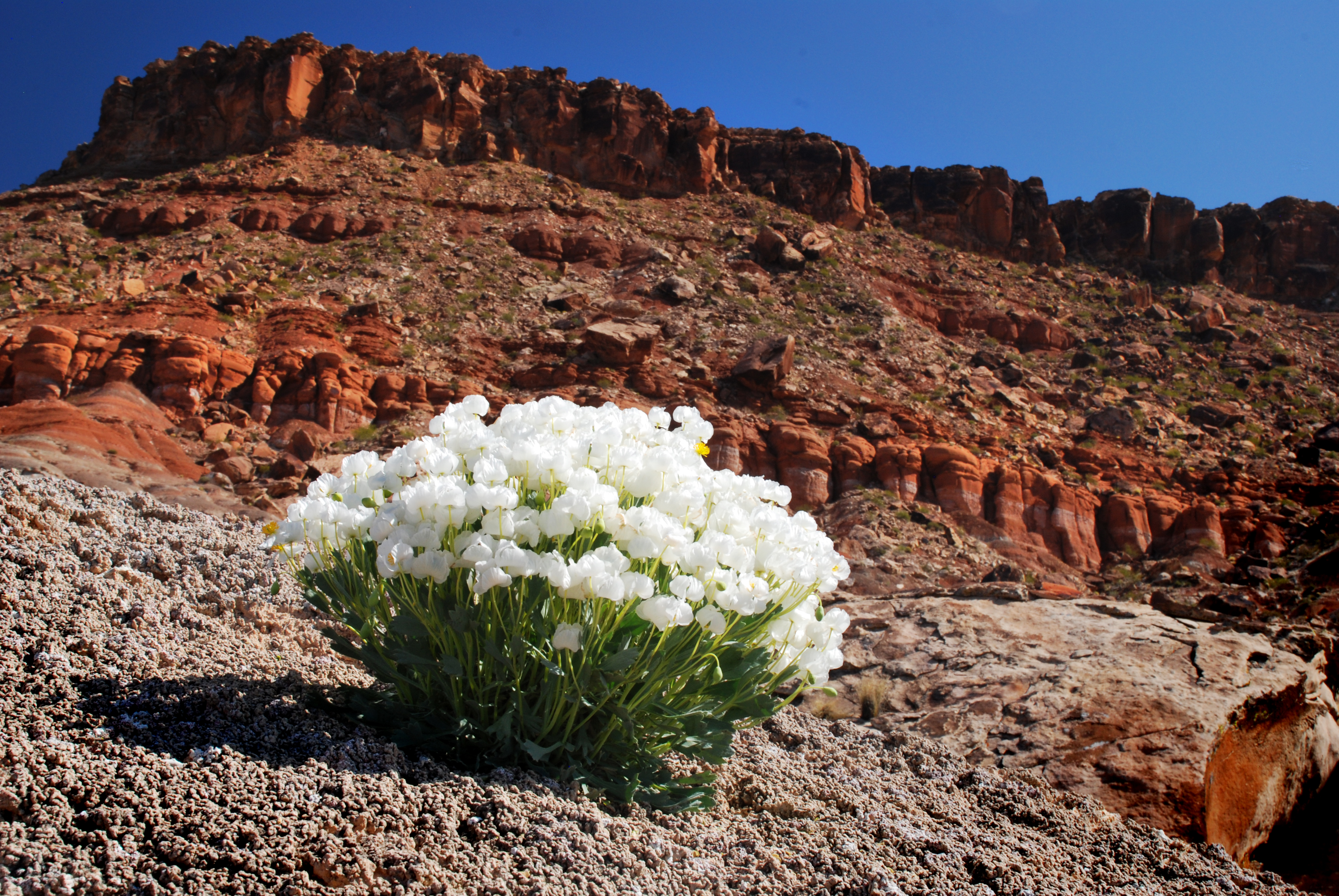 Bear Claw Poppy at Red Cliffs NCA. 