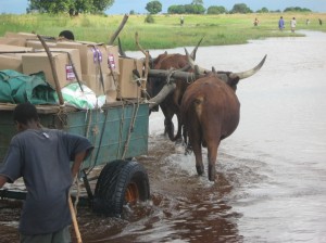 During the rainy season, an ox cart is the only reliable way to get health commodities across the flooded plains to rural health centers in Zambia’s Western province. Photo Credit: USAID/Zambia