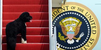 Un chien sur les marches d’une passerelle d’embarquement d’un avion qui porte le sceau du président des États-Unis (© AP Images)