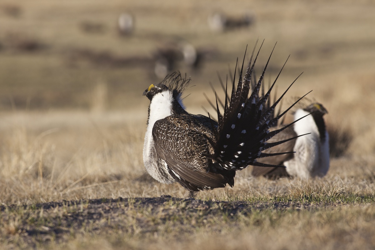 Greater Sage-Grouse