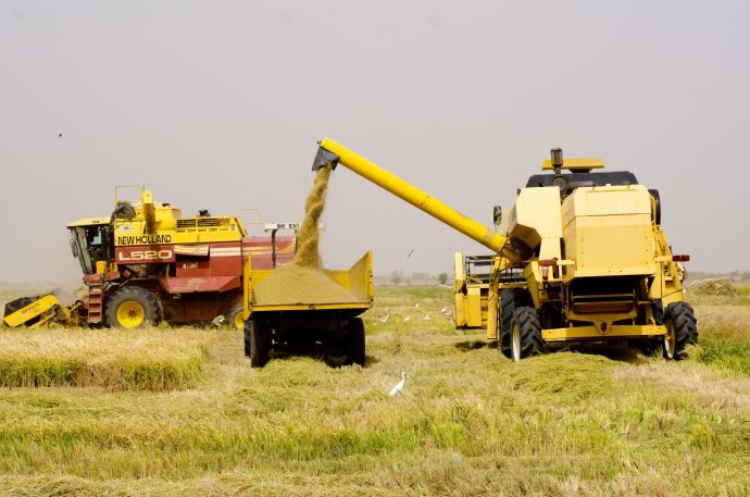 USAID is partnering with Senegalese firms throughout the rice value chain to scale up rice production through improvements in processing capacities, storage facilities and modernized harvesting equipment. / USAID/Senegal. 