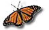 Monarch butterfly.