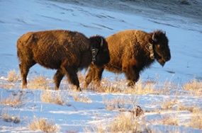 Bison walking through snow in the Henry Mountain Herd Area. 
