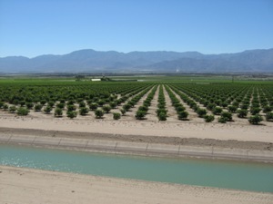 Citrus orchard, Coachella Valley, California.<br />Photo by: Michael Wright