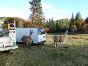 Llamas investigating sampling vechicle, near city of Etna, California.<br />Photo by: George Bennett