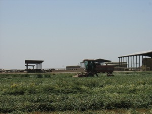 Tractor in alfalfa field, near Madera, California.<br />Photo by: Jennifer Shelton