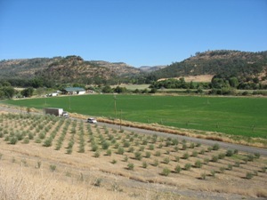 Field near City of Paynes Creek, California.<br />Photo by: Jennifer Shelton