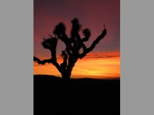 Joshua Tree at Sunset in Rainbow Basin, California.<br />Photo by: Cathy Munday