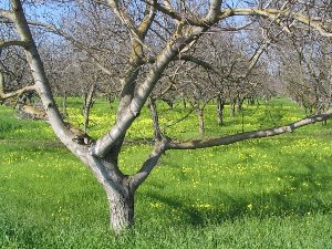 Northern San Joaquin Valley, California.<br />Photo by: Cathy Munday