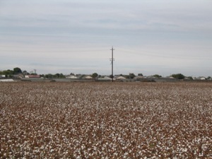 Cotton field in San Joaquin Valley, California.<br />Photo by: Justin Kulongoski