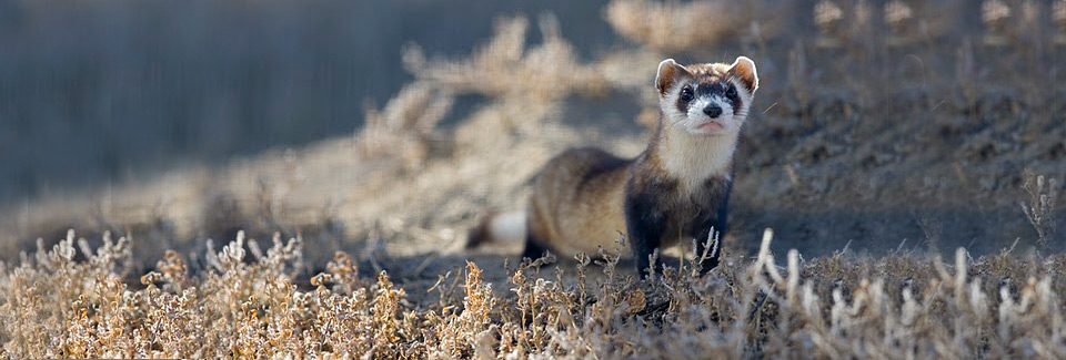 National Black-footed Ferret Conservation Center. Credit: Ryan Hagerty / USFWS