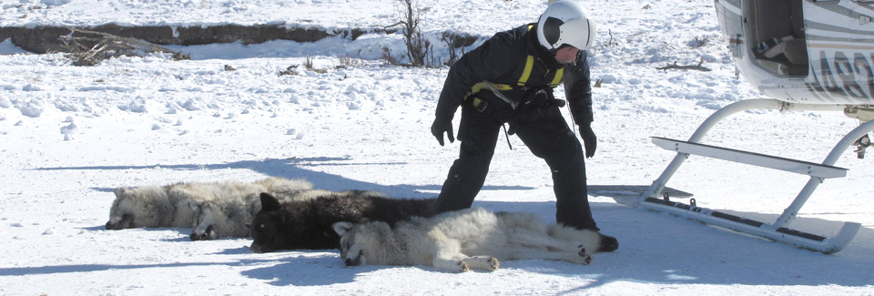 Northern Rockies Wolf Coordinator Mike Jimenez unloads four wolves from a helicopter. The wolves were loaded into the aircraft and flown a short distance to a location where a refuge field crew stood by with the collars and sampling equipment. Credit: Lori Iverson / USFWS