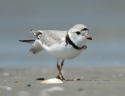 Piping plover