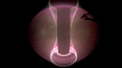 Plasma Discharge in the National Spherical Tokamak