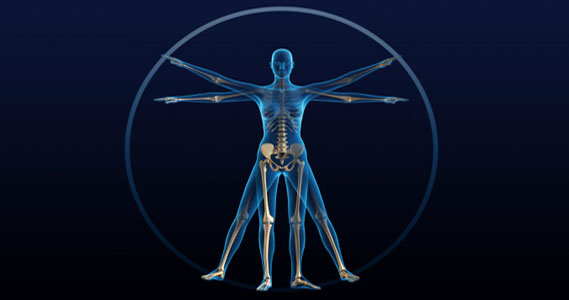 vitruvian man | Photo Credit: iStock