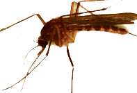 Image: Culiseta melanura mosquito