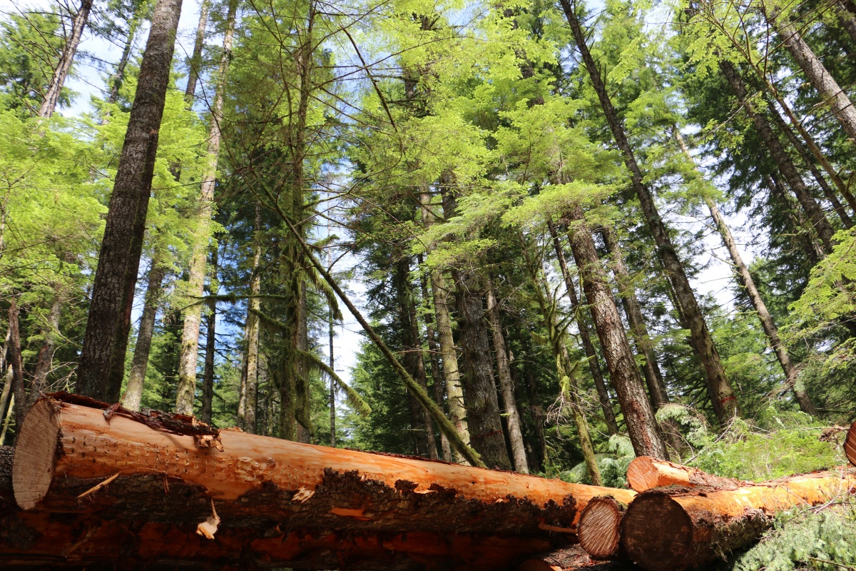 Timber sale in Oregon. BLM Oregon photo.