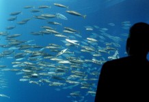 یک مرد به ماهی ها در آکواریوم نگاه می کند. (عکس از آسوشیتدپرس)