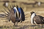 Greater sagegrouse in the field