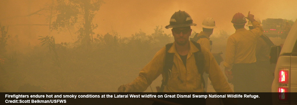 Firefighters endure hot and smoky conditions at the Lateral West wildfire on Great Dismal Swamp National Wildlife Refuge. Credit:Scott Belkman/USFWS