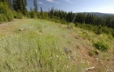 Umatilla National Forest in Oregon