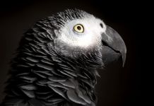 Loro gris africano (Shutterstock)