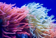 مرجان های زنده با جریان در جنبش هستند ((c) antos777/Shutterstock)