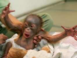 Baby orangutan wrapped in blanket, with arms outstretched (© AP Images)
