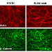 Comparison of endothelial monolayers under static conditions (left panels) and  laminar shear stress (right panels). Shear stress induces remodeling of endothelial proteins.