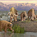 Artist’s depiction of the late Pleistocene landscape with some of the megaherbivores that became extinct. 