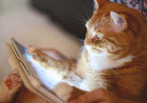 Retire-Online-Its-The-Cats-Meow
