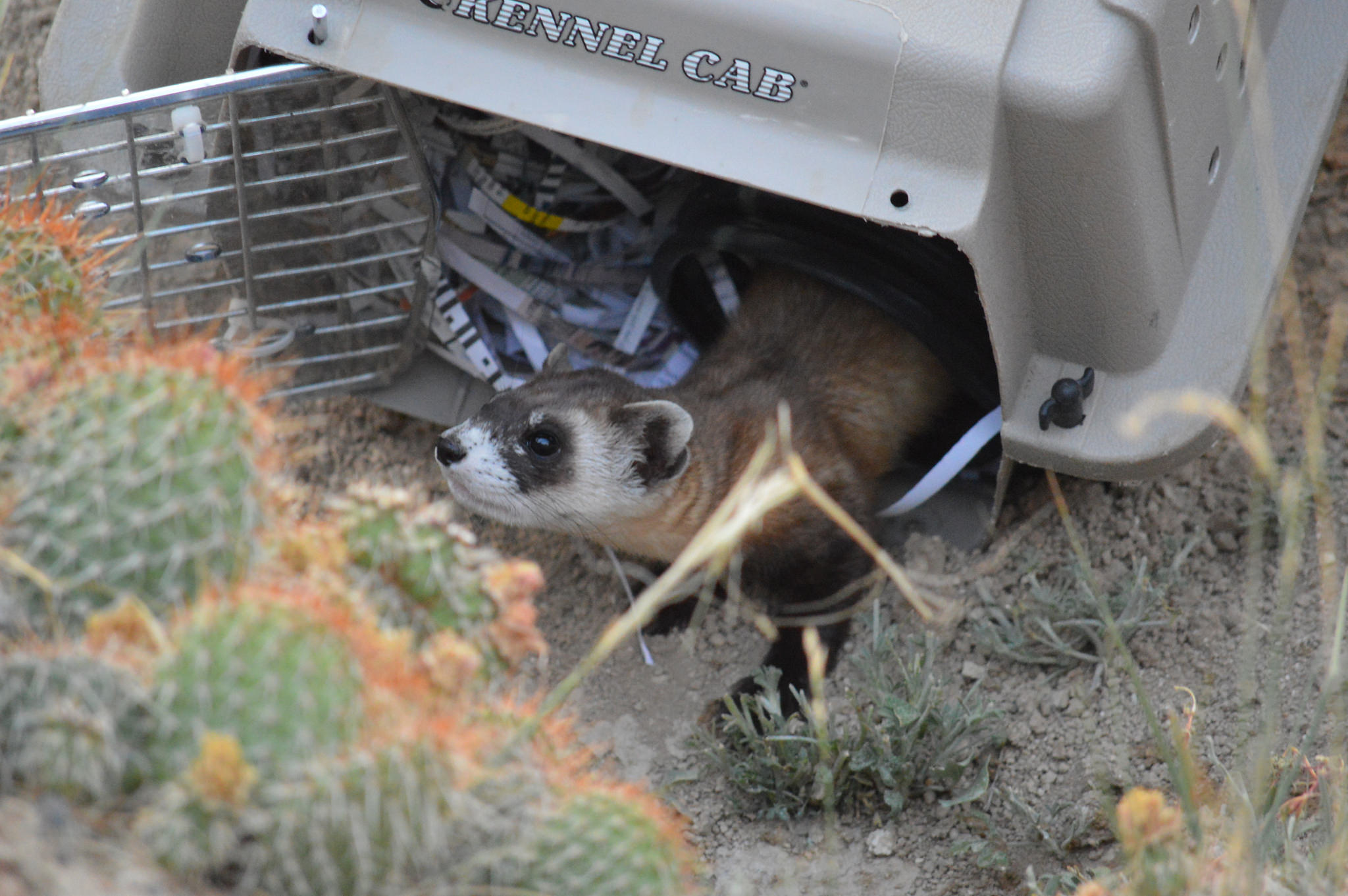 He smells around, has a look about, and darts down a nearby burrow. Success! An endangered species is returned to its native home.
 
Photo Credit: Ryan Moehring / USFWS