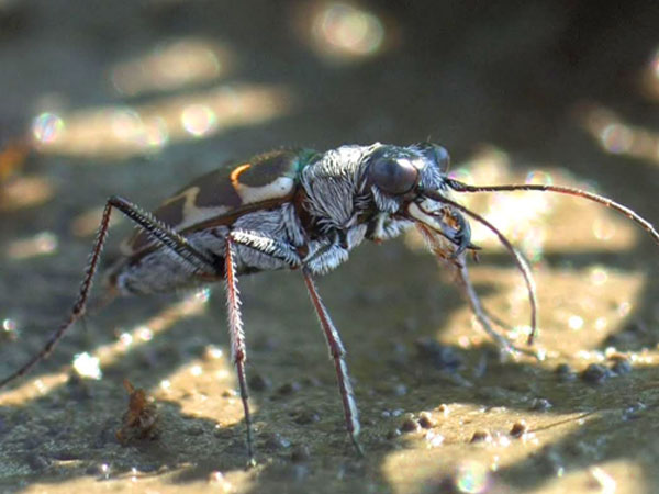 Salt Creek Tiger Beetle / Copyright Bradley A. Miles