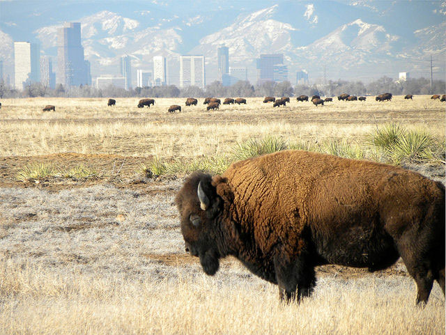 Photo credit: USFWS 