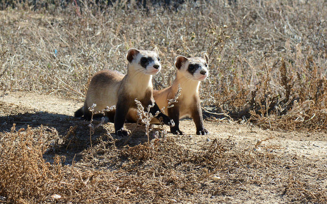 Black-footed ferret kits by Ryan Moehring / USFWS 