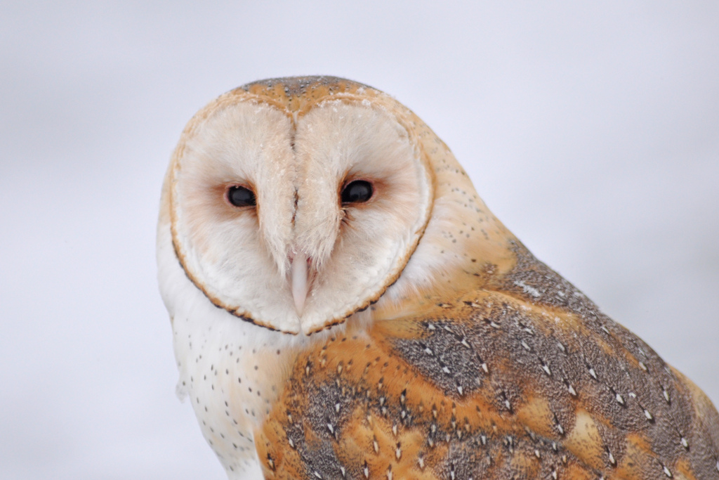 Barn Owl / USFWS 