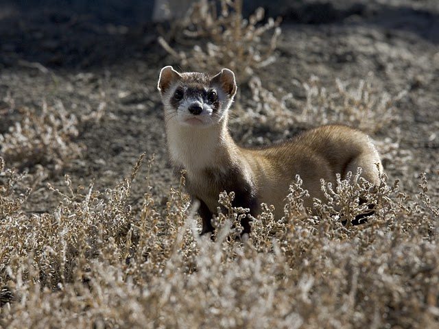 Ferret / USFWS 