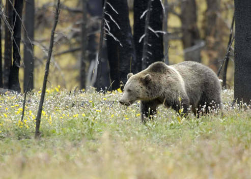 Grizzly Bear in Yellowstone National Park Photo Credit: USFWS