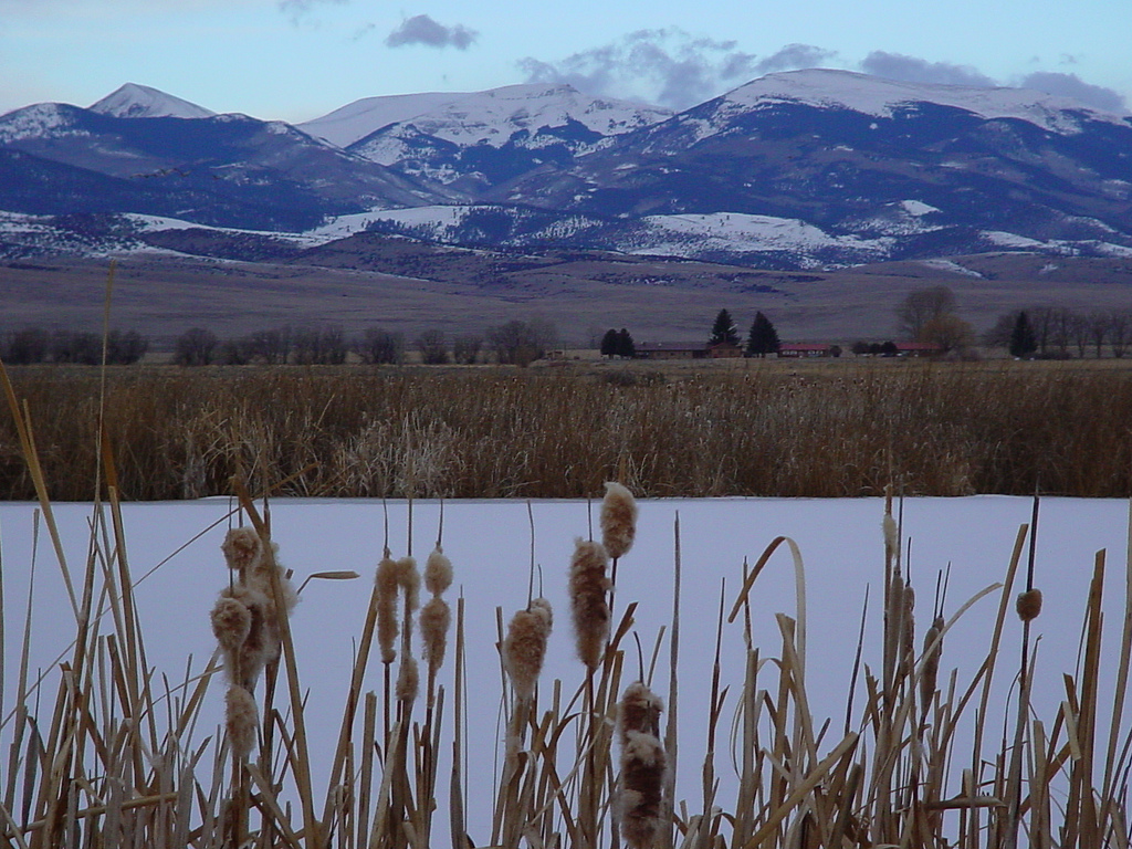  Credit: USFWS 