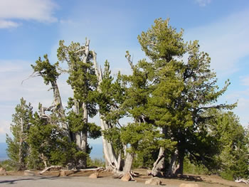 whitebarkpine Credit: Richard Sniezko.