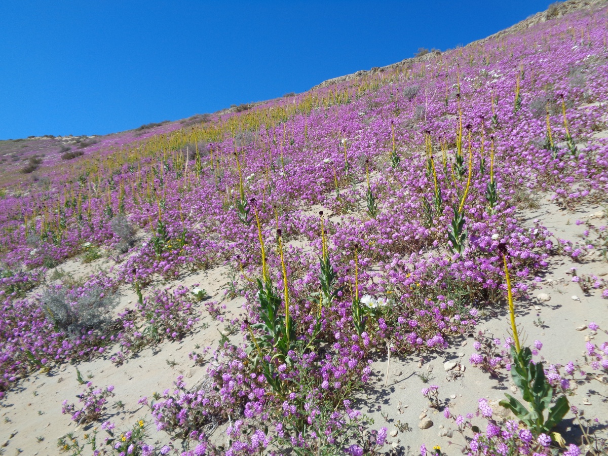 Monocline Ridge (Monvero Dunes ACEC)