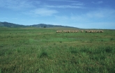Selected Pasture, Forage and Rangeland Publications (Gary Kramer,USDA/NRCS)